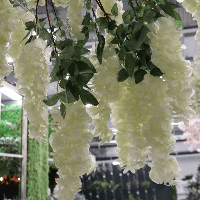 Wisteria Tree - 3m Cream Coloured Outdoor Garden Decoration Plant for Home Decor