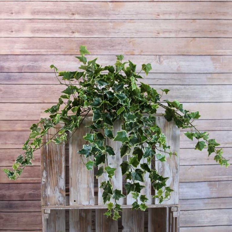 Sandringham Ivy Bush - Variegated Indoor Foliage Plant with 336 Leaves