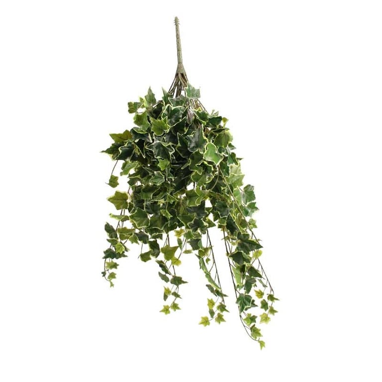 Sandringham Ivy Bush - Variegated Indoor Foliage Plant with 336 Leaves