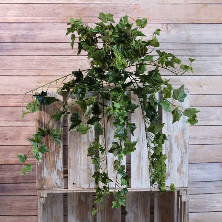 Sandringham Ivy Bush - 336 Leaves of Lush Green Indoor Houseplant