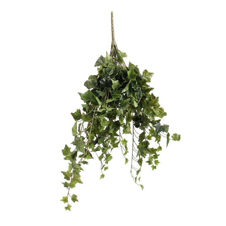 Sandringham Ivy Bush - 336 Leaves of Lush Green Indoor Houseplant