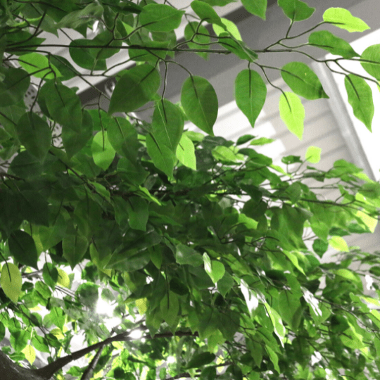 Artificial Green Tree (3.1m) - Home & Garden Decor, Indoor Plant Stand, and Living Room Greenery Solution