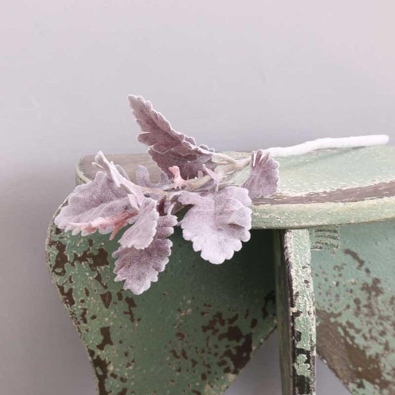 Dusty Miller Short Stem Burgundy Plants - Drought Tolerant Garden Decor