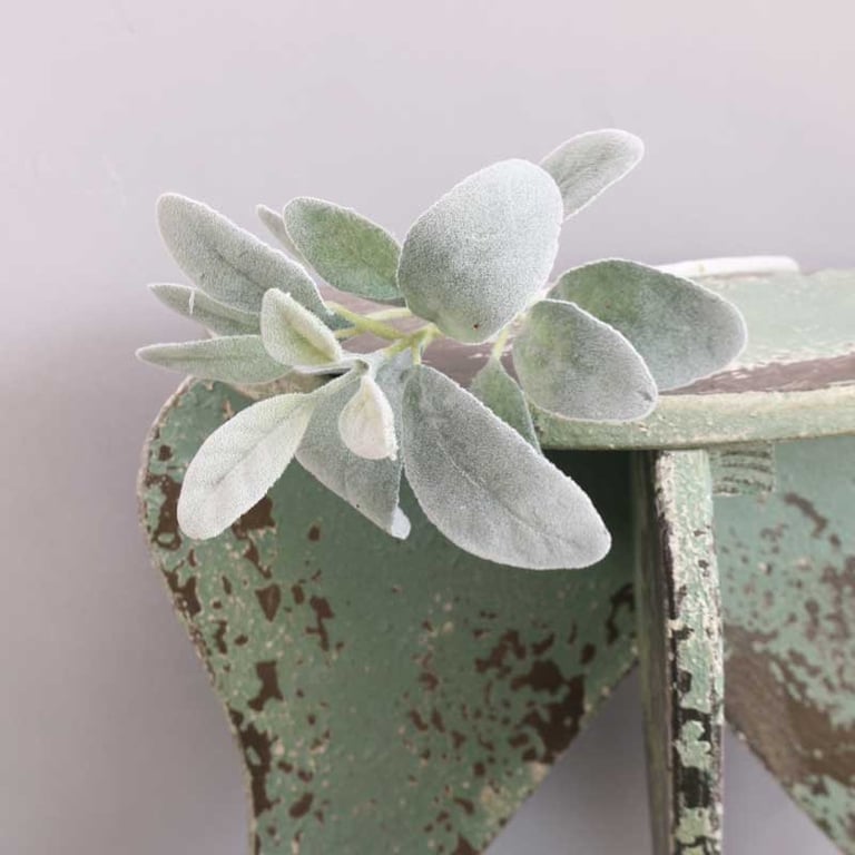 Burgundy Green Lambs Ear Leaf - Unique Houseplant Decor