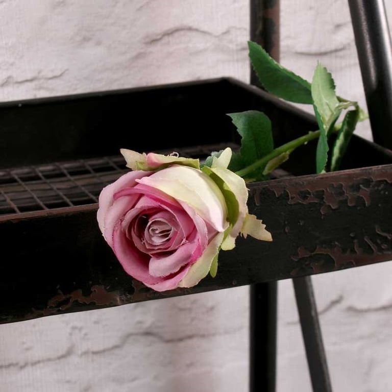 Buckingham Rose Lavender Essential Oil - Natural Fragrance for Relaxing Bath and Body Care