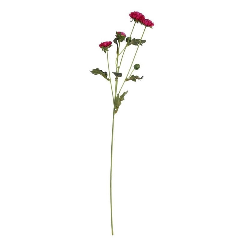 Buckingham Spray Chrysanthemum Fuchsia - Vibrant Garden Flowers for Elegant Floral Arrangements and Home Decor