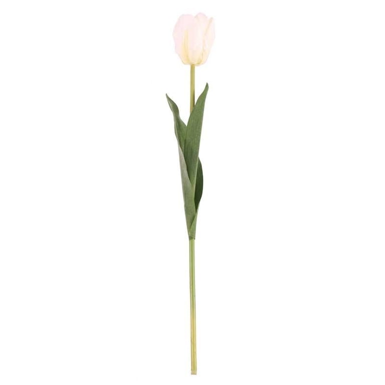 White Tulip - Florist Quality Spring Flower for Home Decor and Garden Decoration