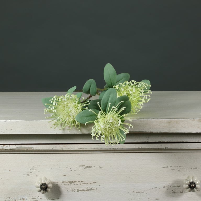 Tintagel Leucospermum Green - Low Maintenance Indoor Succulent Plant for Home Decor