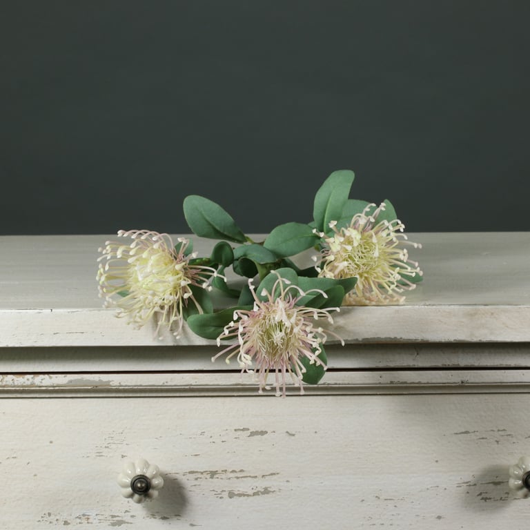 Tintagel Leucospermum - Light Pink Outdoor Garden Plant, Spring Bloomer with Beautiful Flowers