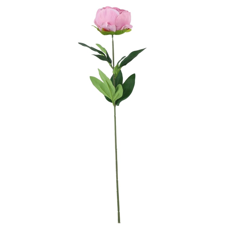 Dusky Pink Arundel Garden Peony - Large, Fragrant Blooms for Floral Arrangements and Bouquets