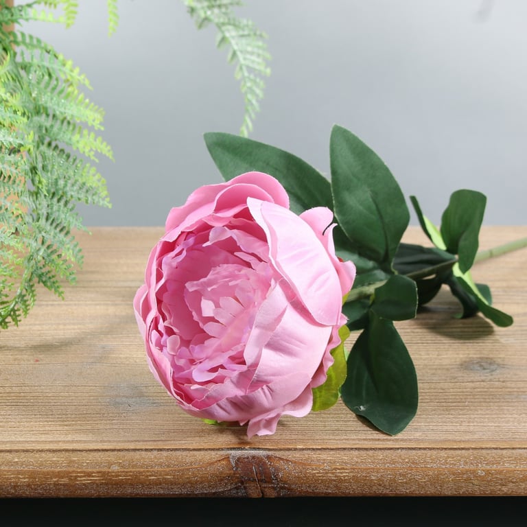 Dusky Pink Arundel Garden Peony - Large, Fragrant Blooms for Floral Arrangements and Bouquets