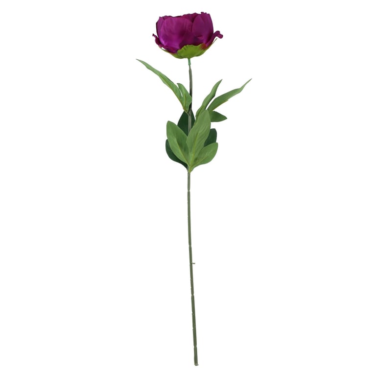 Purple Arundel Garden Peony - Beautiful Indoor Blooming Plant for Home Decor
