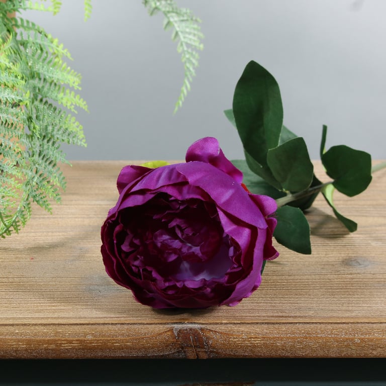 Purple Arundel Garden Peony - Beautiful Indoor Blooming Plant for Home Decor
