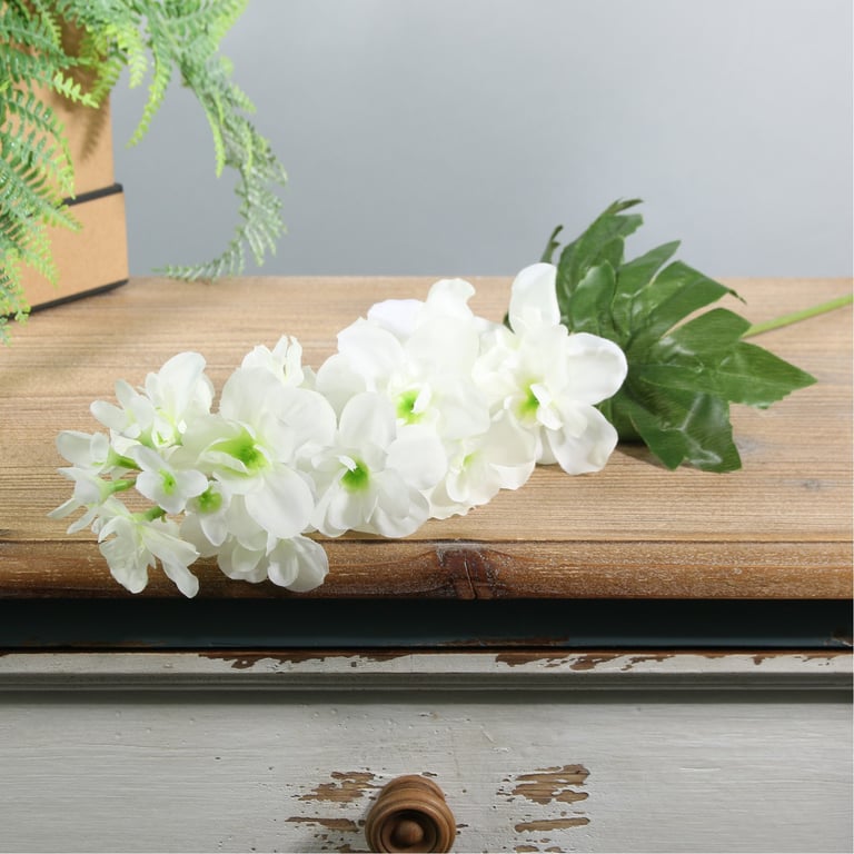 Ivory Arundel Garden Delphinium - Spring Blooming Perennial Plant Bulbs for Home Gardens