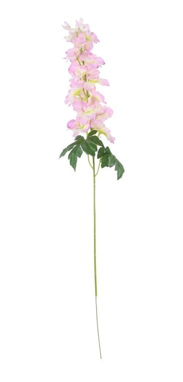 Cream Pink Arundel Series Delphinium Garden Plants - Perfect Home & Garden Decor