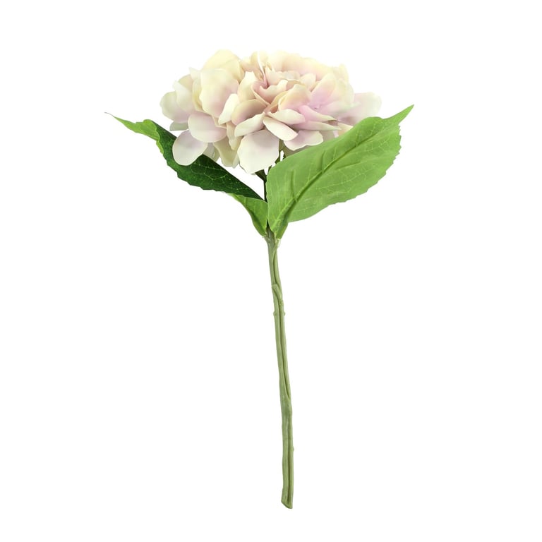 Cream & Lavender Arundel Hydrangea - Beautiful Home Garden Plant with Soothing Floral Scent