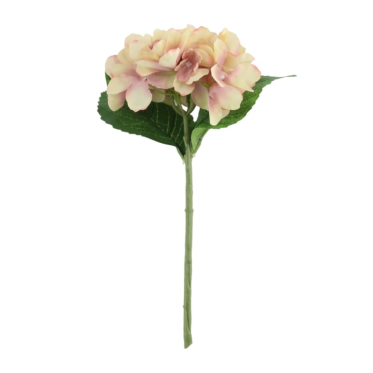 Cream Pink Arundel Hydrangea - Stunning Outdoor Decor Flower Bouquet for Garden or Home