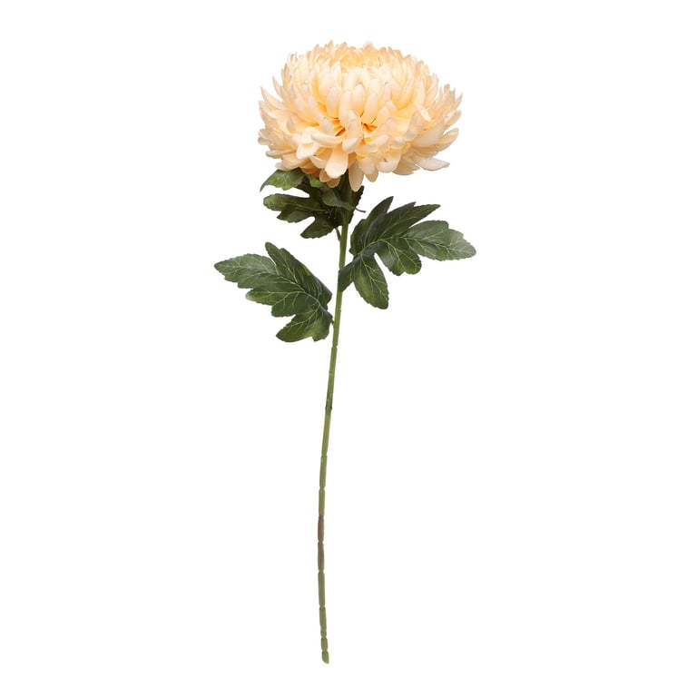 Dark Yellow Chrysanthemum Flowers - Fall Blooms for Home Garden Planting