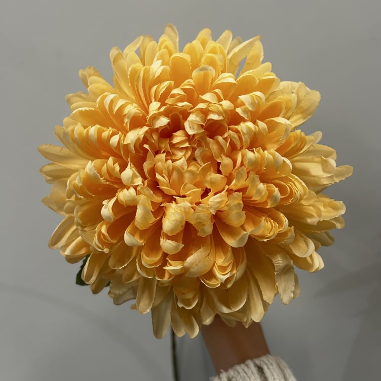 Dark Yellow Chrysanthemum Flowers - Fall Blooms for Home Garden Planting