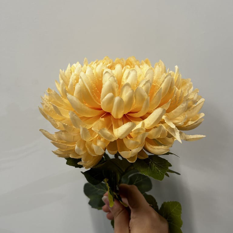 Dark Yellow Chrysanthemum Flowers - Fall Blooms for Home Garden Planting