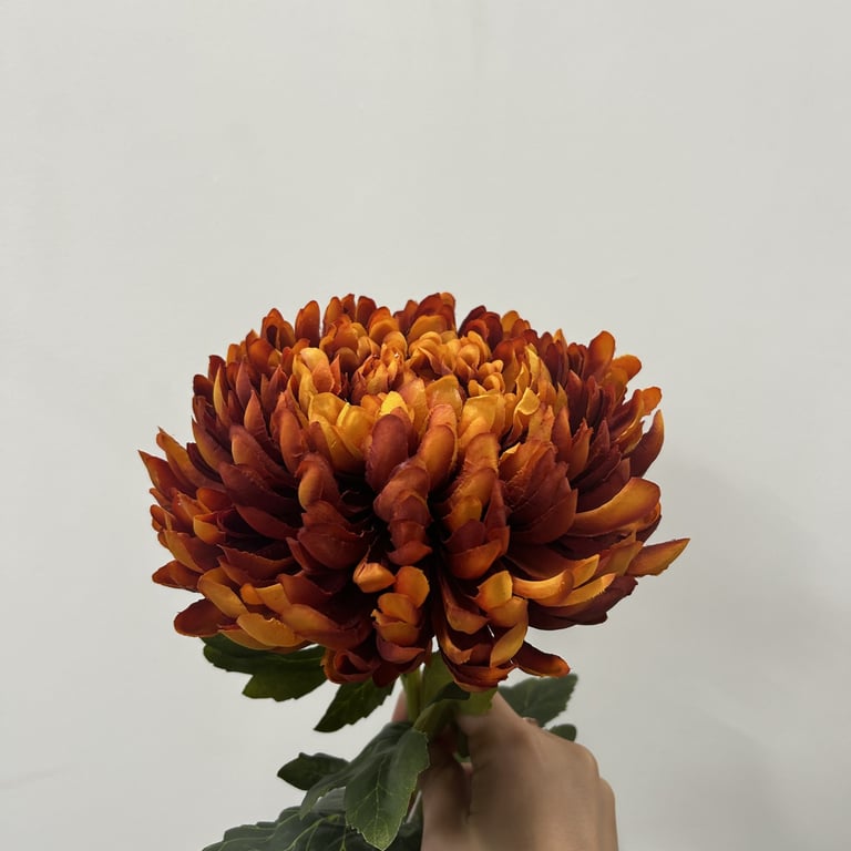 Dark Orange Chrysanthemum Flower - Perfect Fall Garden Plant for Home Decor and Floral Arrangements