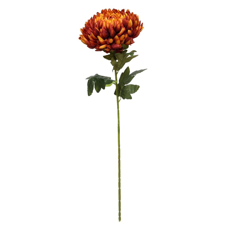 Dark Orange Chrysanthemum Flower - Perfect Fall Garden Plant for Home Decor and Floral Arrangements