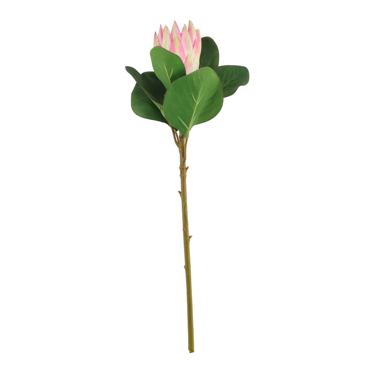 Light Pink Protea Beauty 51cm Decorative Flower Arrangement