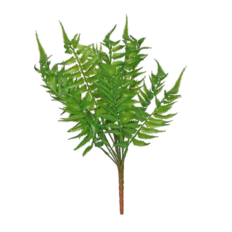 Woody Fern - Exotic Indoor Plant for Home & Garden Decor
