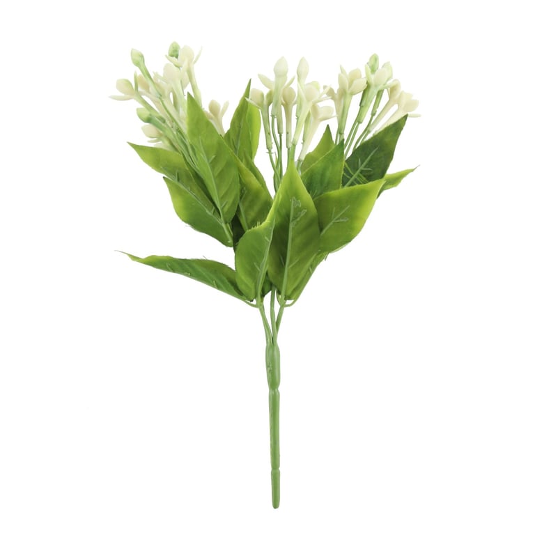 White Jasmine Bush 23cm - Fragrant Indoor & Outdoor Plant Decoration for Home Garden