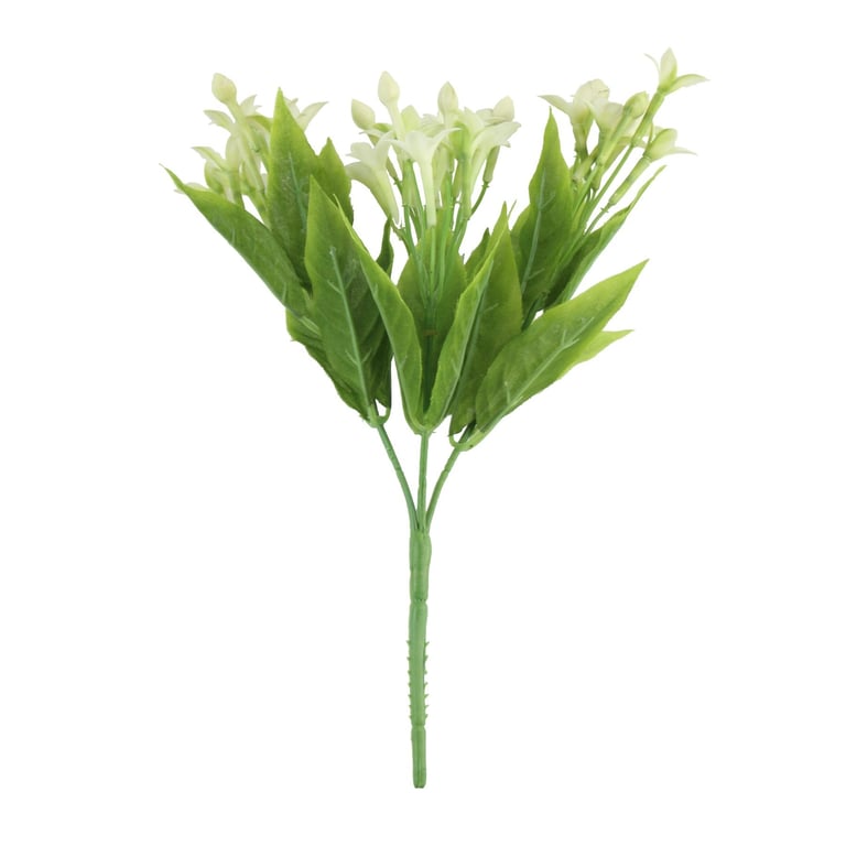 White Stephanotis Bush - 23cm Indoor Flowering Plant for Home Garden Decorations and Wedding Floral Arrangements