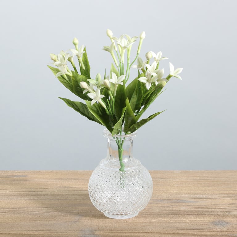 White Stephanotis Bush - 23cm Indoor Flowering Plant for Home Garden Decorations and Wedding Floral Arrangements