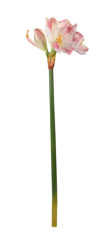 Clivia 30 inch Flowering Indoor Plant - Beautiful Houseplant Decoration