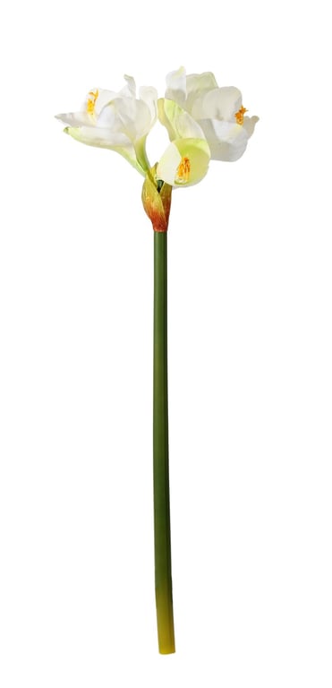 White Emperor Amaryllis - Spring Blooming Indoor Flowering Plant with White Flowers
