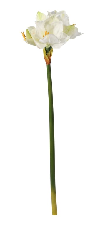 White Emperor Amaryllis - Indoor Spring Flowering Bulb Plant