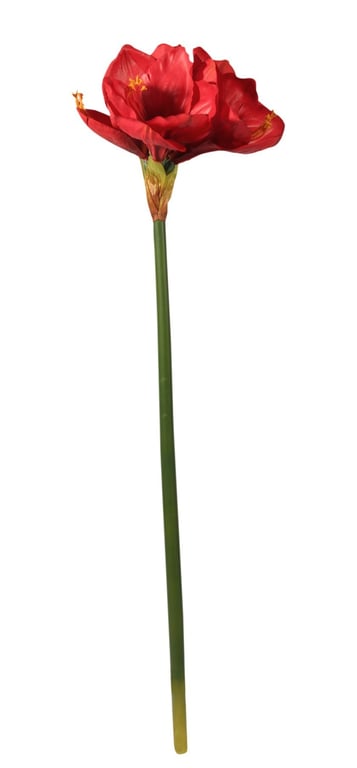 Red Emperor Amaryllis Bulb - Vibrant Red Blooms for Winter Holiday Decorations and Indoor Planting