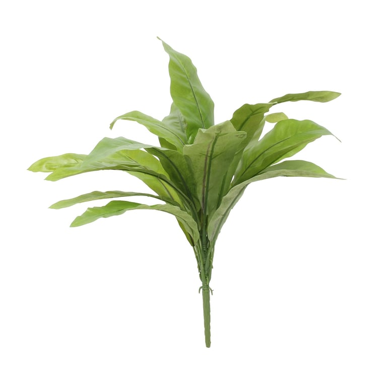 17inch Bird Nest Fern - Exotic Indoor Tropical Plant for Home Decor