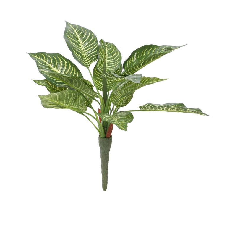 Large Indoor Zebra Bush - 15 Tall Houseplant with Striped Leaves