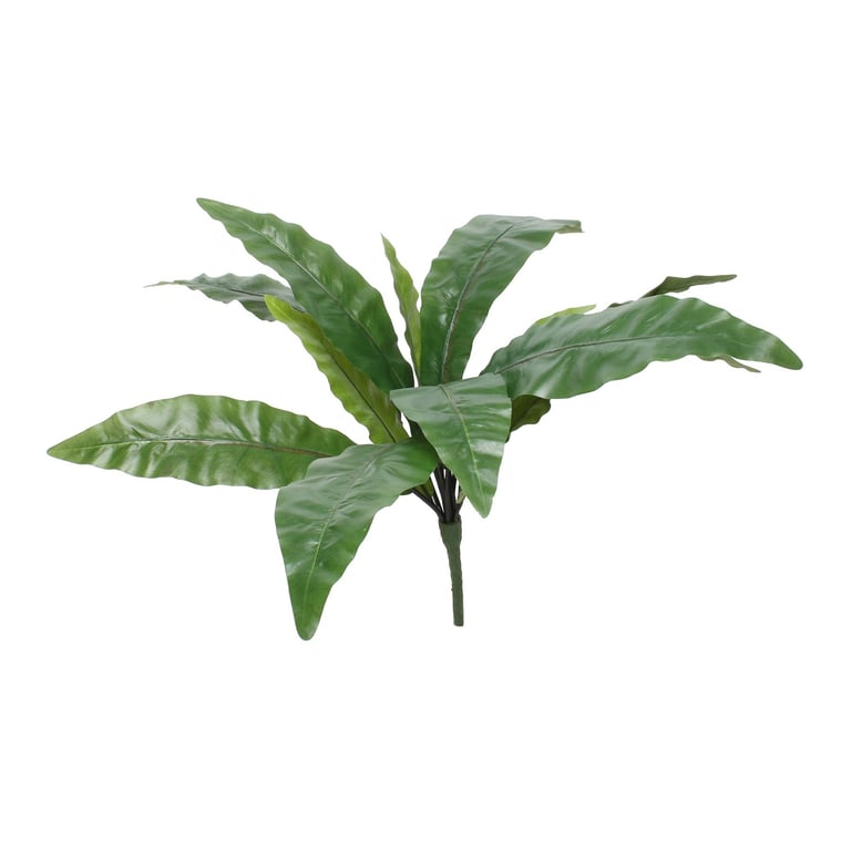 Bird Nest Fern Bush - 25 Indoor Foliage Plant for Home Decor