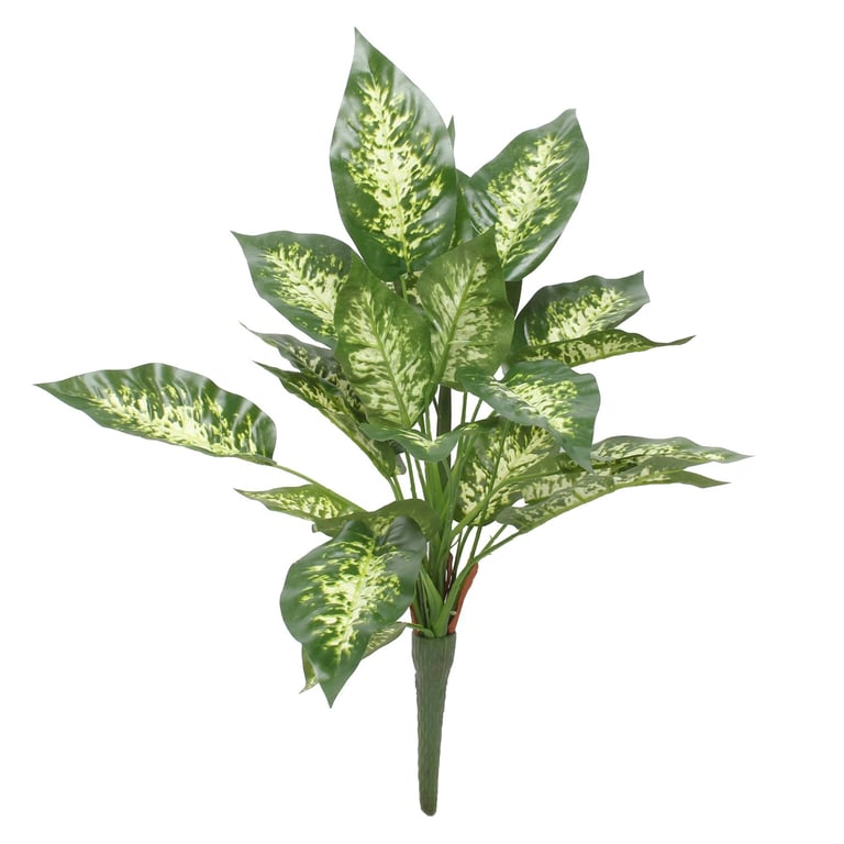 Diffenbachia Exotica Bush - 18inch Large Indoor Tropical Plant