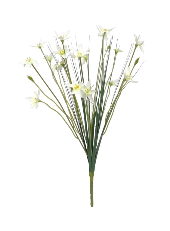 Zephyranthes Candida 17inch Flower Bush - Bulb Plant for Garden