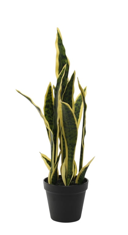 Potted Sansevieria 51cm - Low Maintenance Indoor Succulent Plant for Home Decor