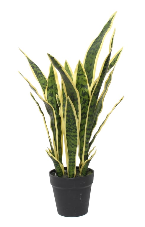 64cm Potted Sansevieria Indoor Succulent Plant - Home Decor and Air Purifying Office Plant