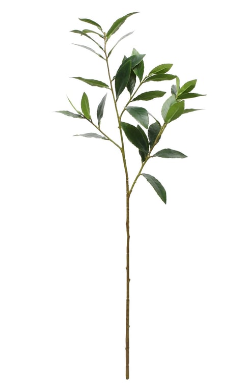 Laurus Nobilis 81cm Aromatic Indoor Herb Plant for Kitchen Garden