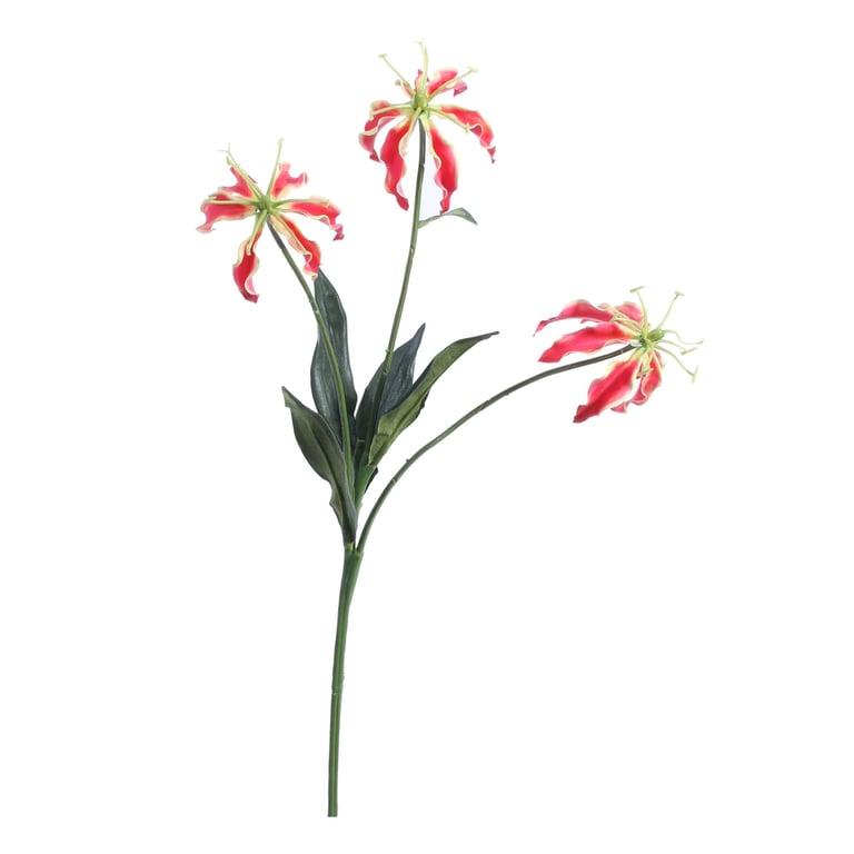 Red Gloriosa Spray - 50cm Long Lasting Outdoor Flowering Shrub for Home Garden