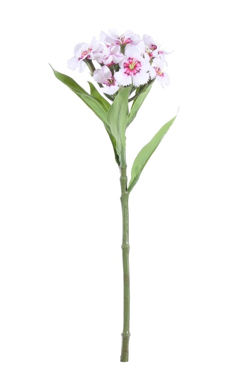 Pink Dianthus - 32cm Tall Garden Decoration Plant with Vibrant Pink Flowers