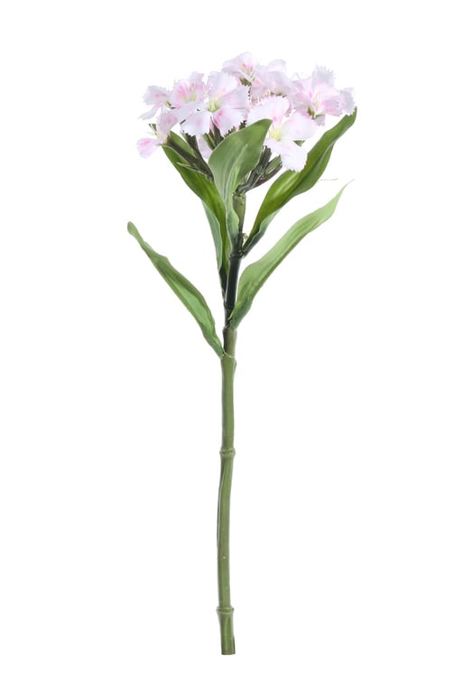 Pink Dianthus - Cream Colored 32cm Long Lasting Home Decor Garden Flowers