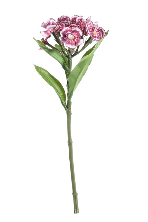 Plum Dianthus Short Stem Flowers - Garden Ready Spring Blooms 32cm