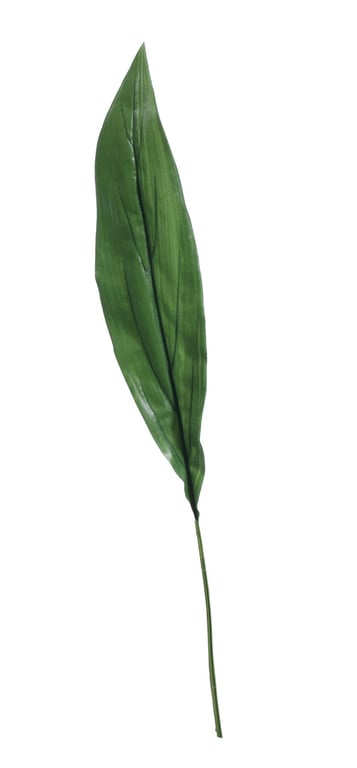 Extra Large Aspidistra Leaf Green - 81cm Indoor Houseplant with Large Foliage