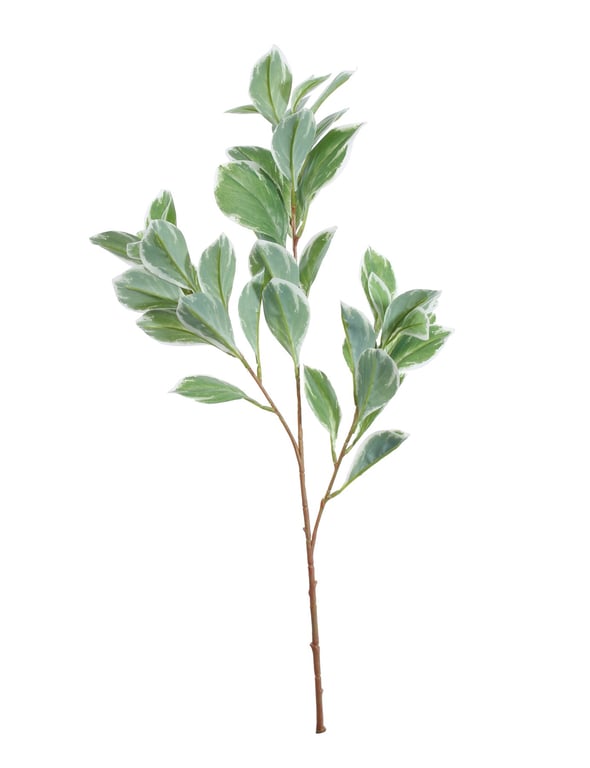 Euphorbia Marginata 68cm Air Purifying Succulent Plant - Low Maintenance Indoor Houseplant