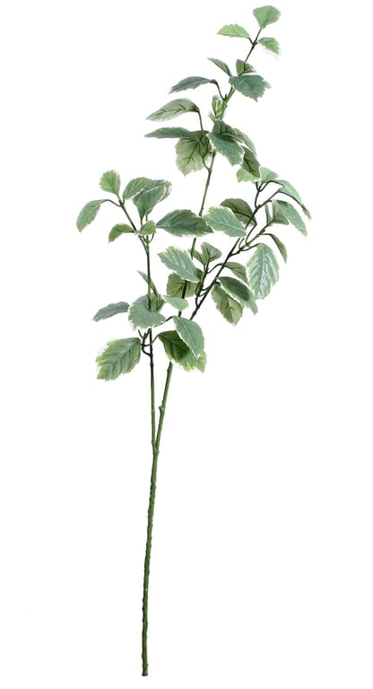 Light Green Euonymus Leaves Spray - Indoor Plant Decor and Home Garden Decoration Accent